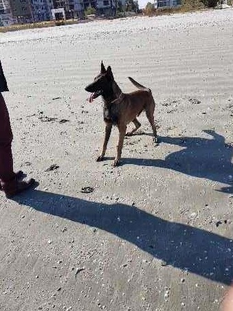 Malinois pentru monta