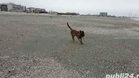 Malinois pentru monta