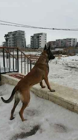 Malinois pentru monta