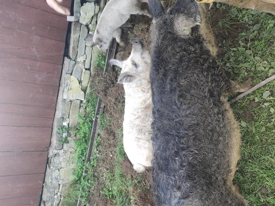 Mangalita