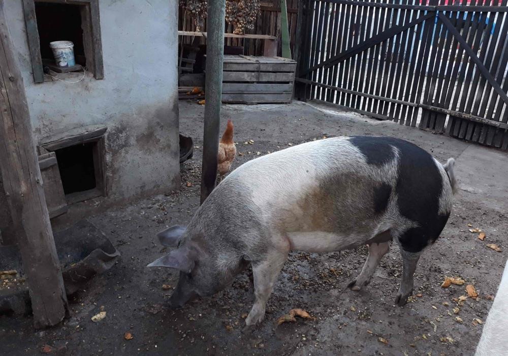 Marele Alb mărgelat pentru sacrificat su reparoducere