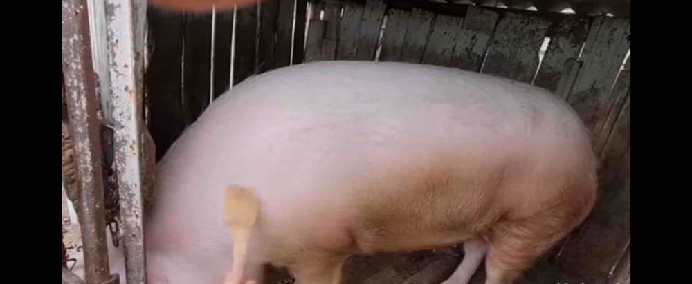 Marele Alb! Pentru sacrificat