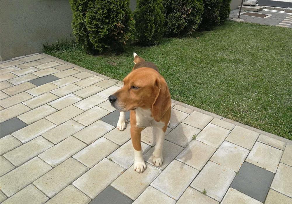 Mascul Beagle tricolor