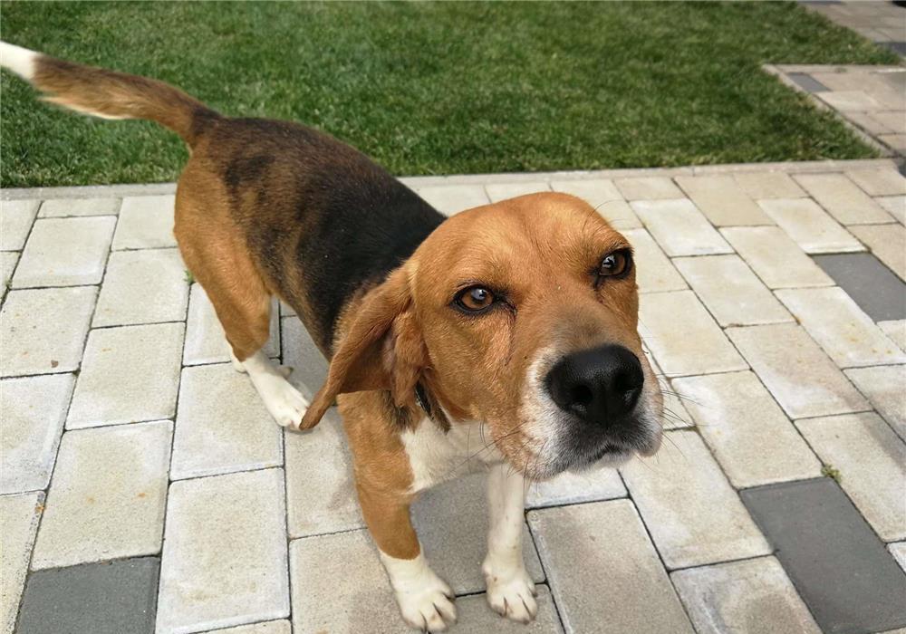 Mascul Beagle tricolor