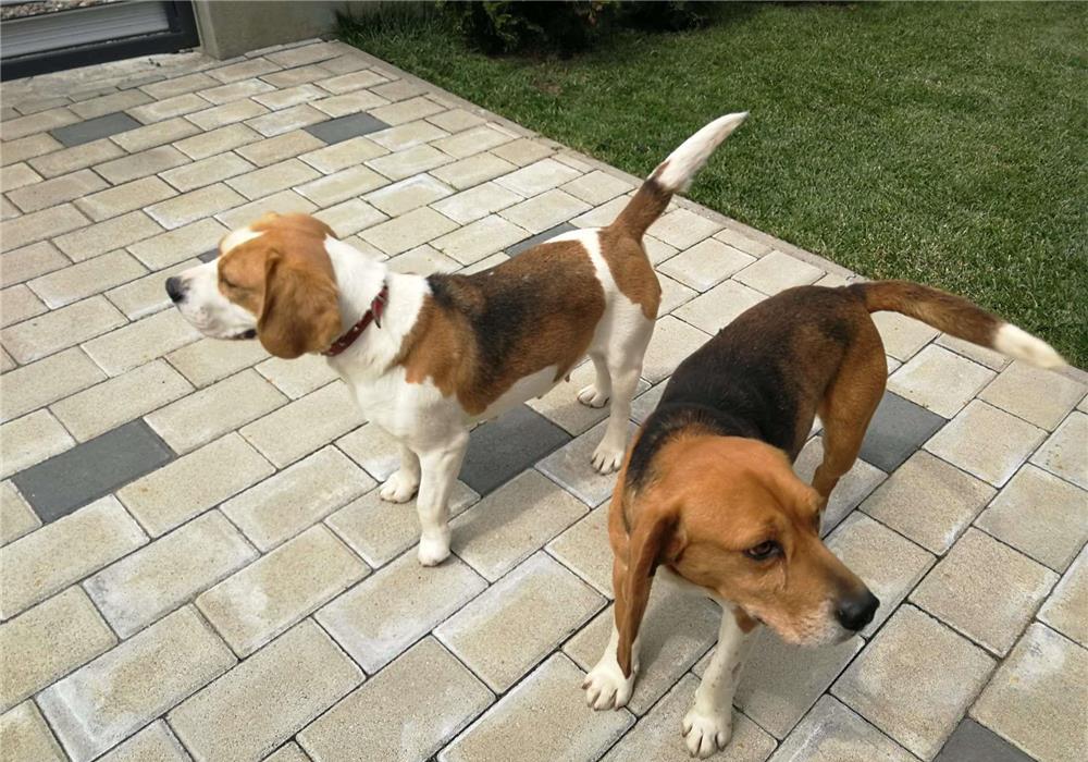 Mascul Beagle tricolor