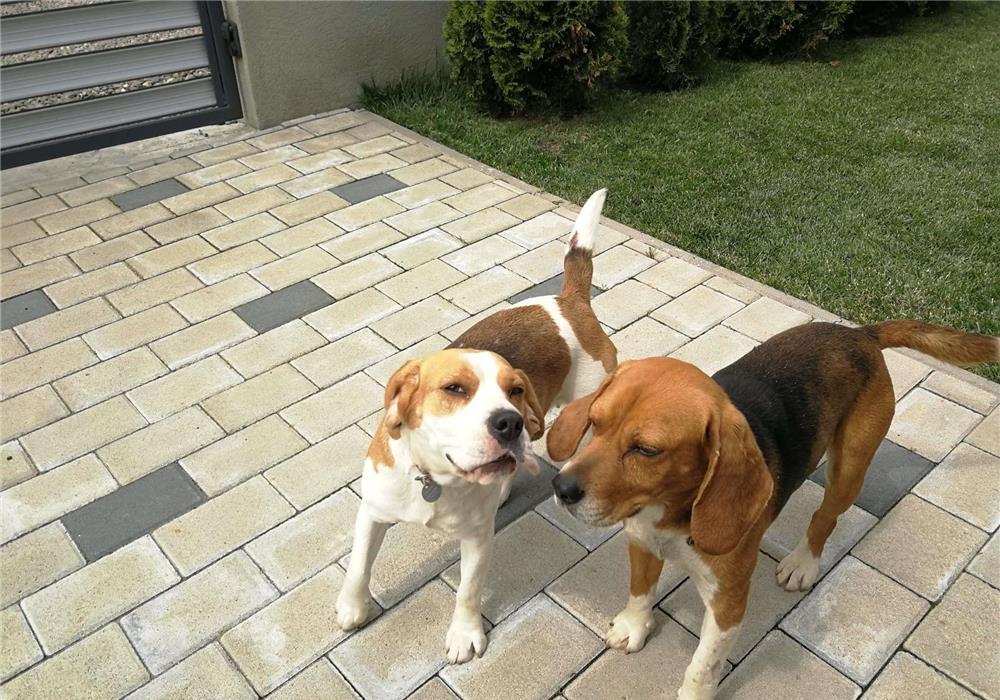 Mascul Beagle tricolor