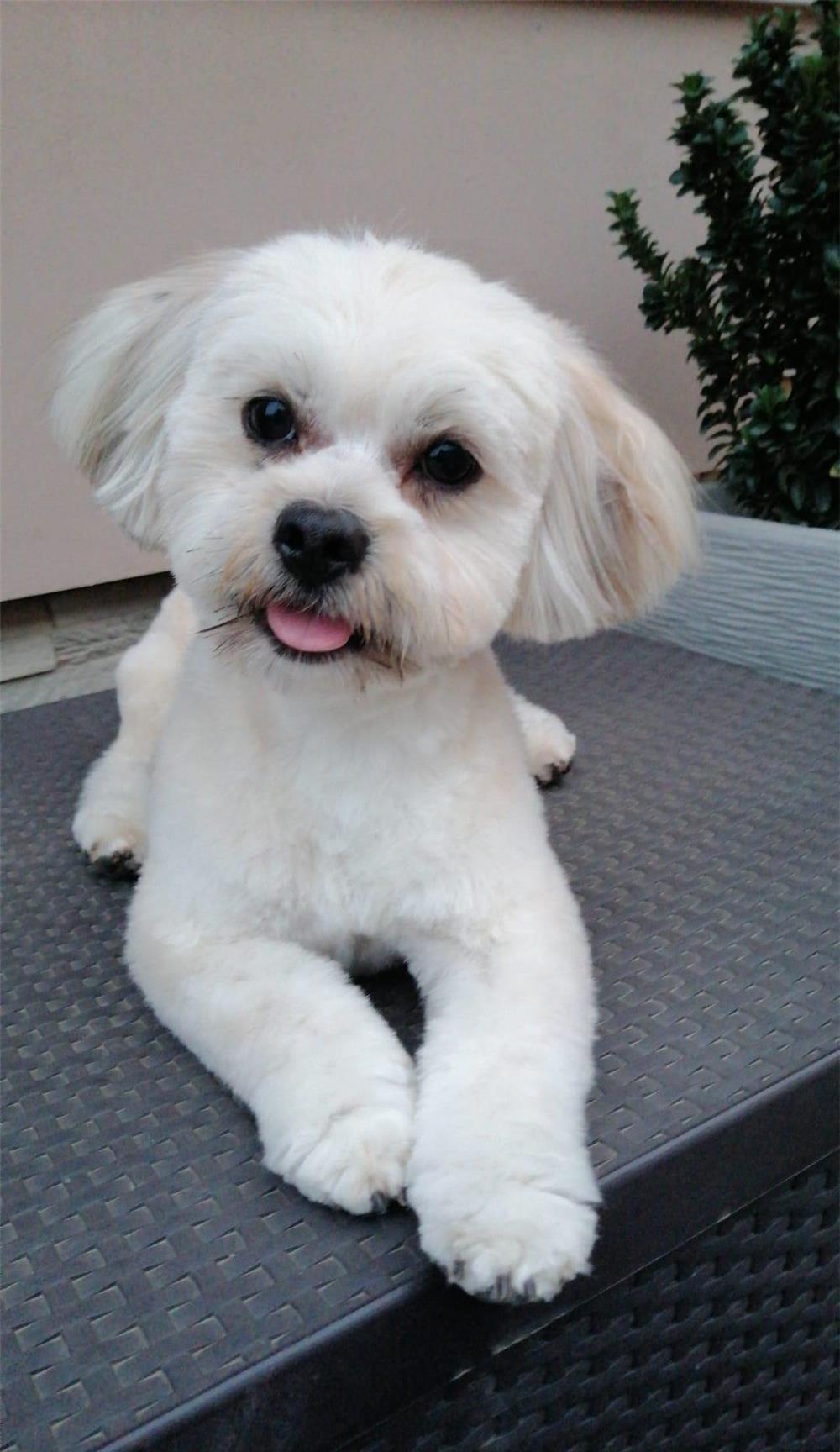 Mascul Bichon Havanez caut catelusa