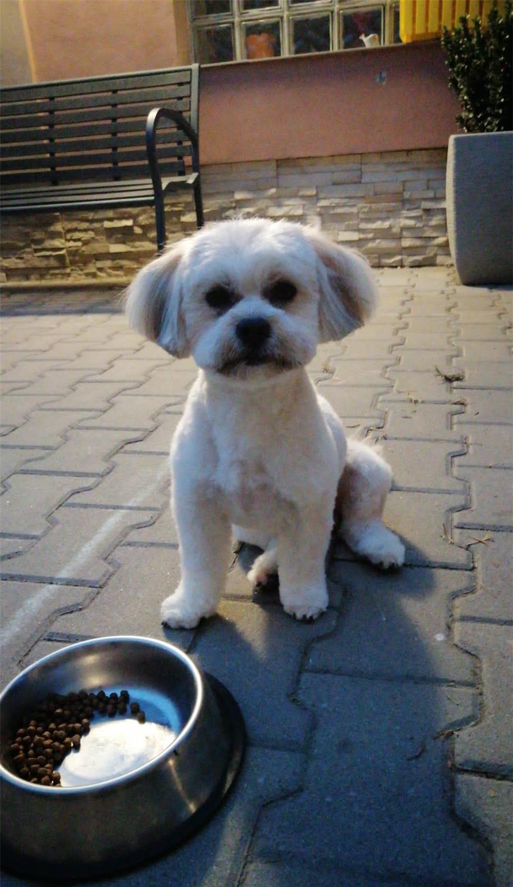 Mascul Bichon Havanez caut catelusa