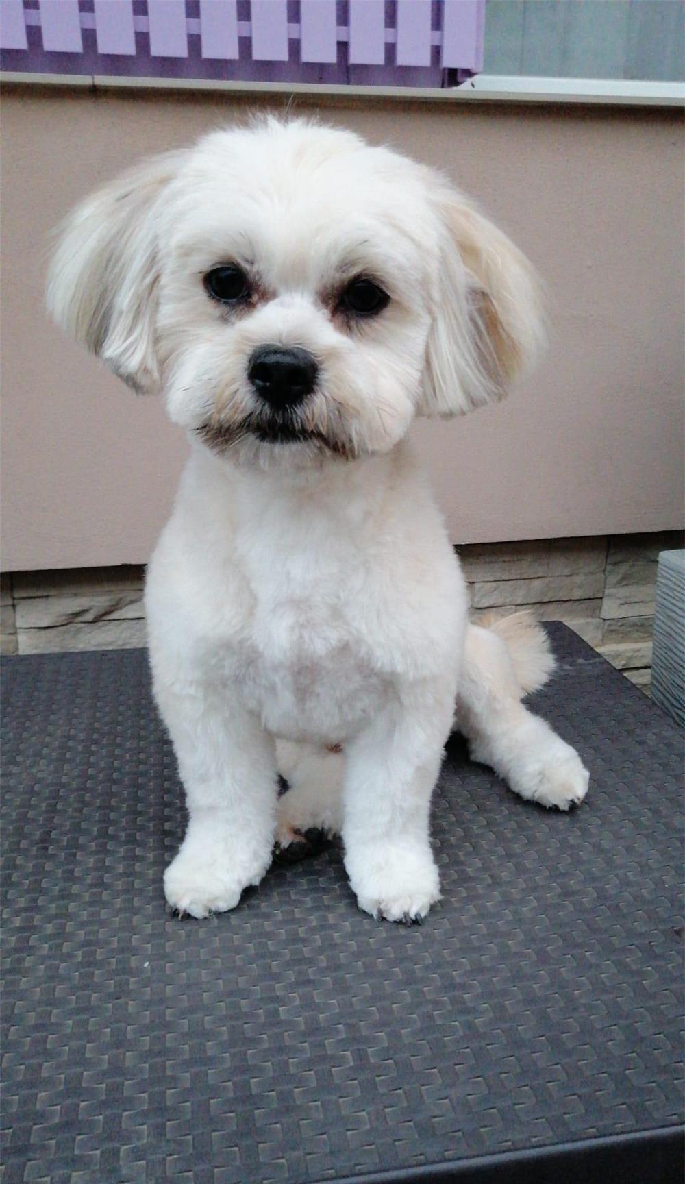 Mascul Bichon Havanez caut catelusa