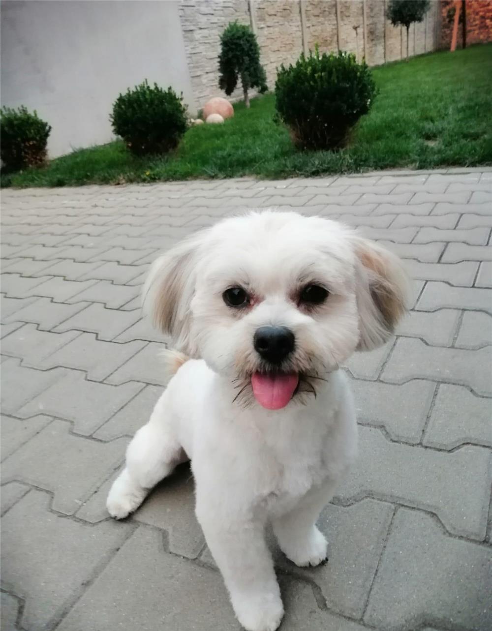 Mascul Bichon Havanez caut catelusa