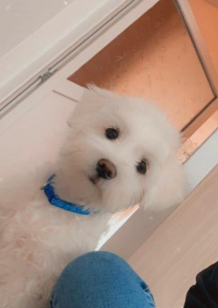 Mascul Bichon maltez pentru monta,talie medie!