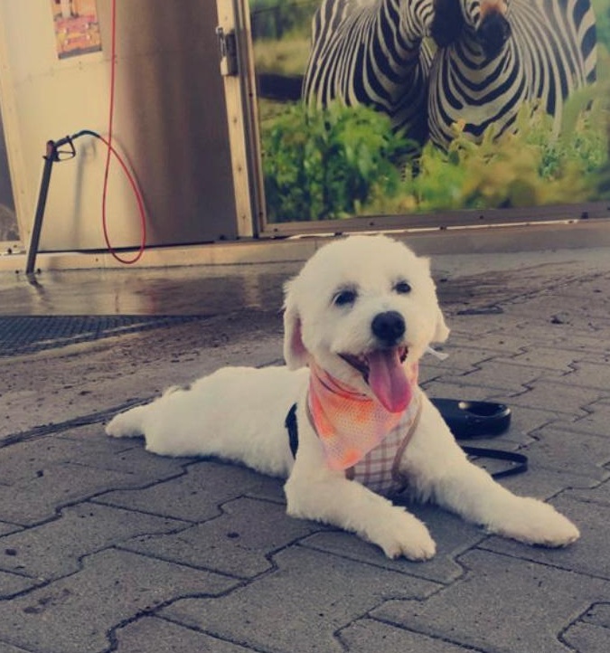 Mascul Bichon maltez pentru monta,talie medie!