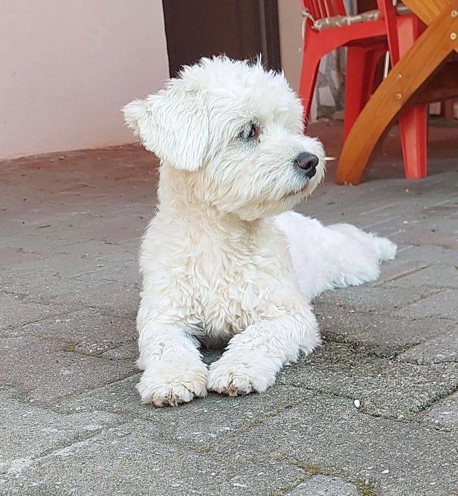 Mascul Bichon maltez pentru monta,talie medie!