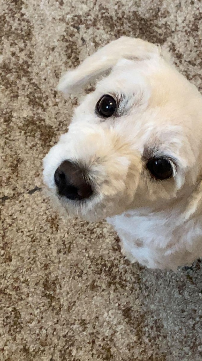 Mascul Bichon maltez pentru monta,talie medie!