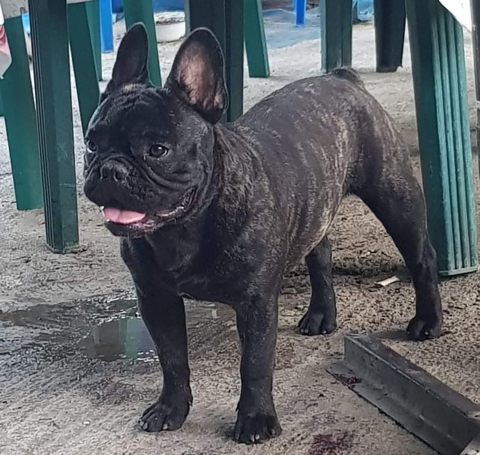 Mascul bulldog francez