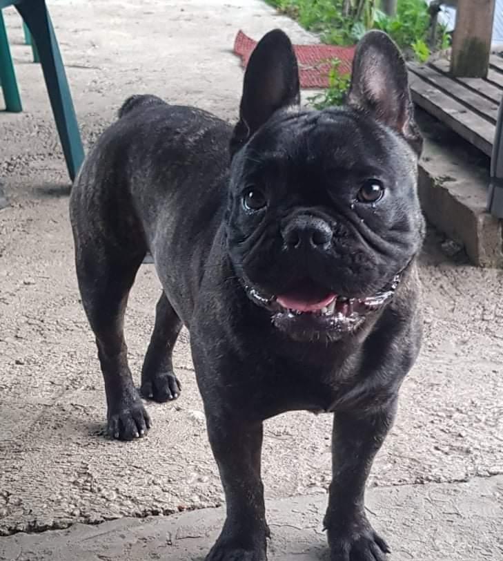 Mascul bulldog francez