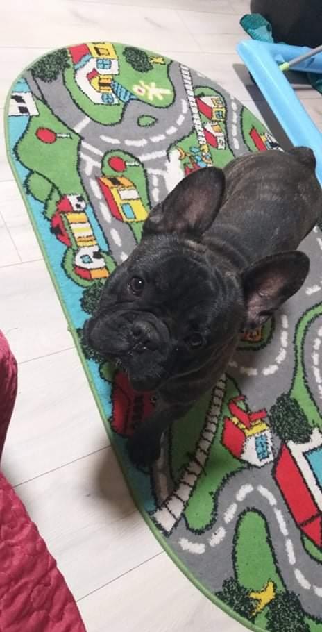 Mascul bulldog francez