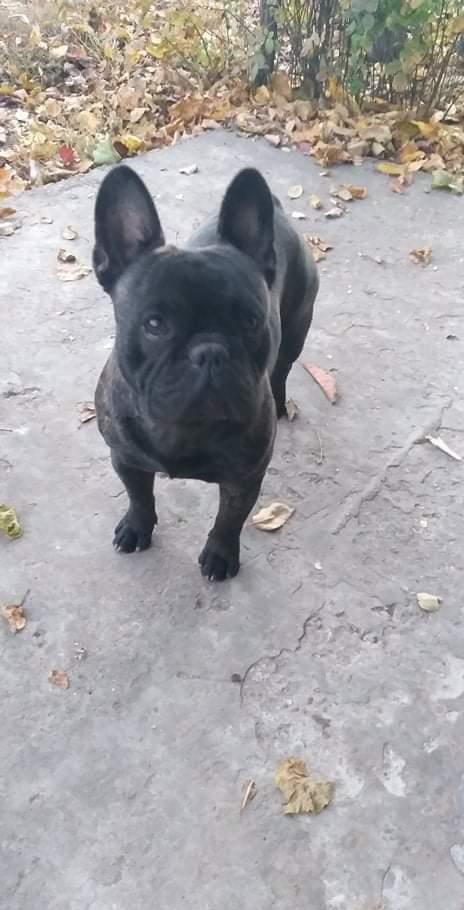 Mascul bulldog francez