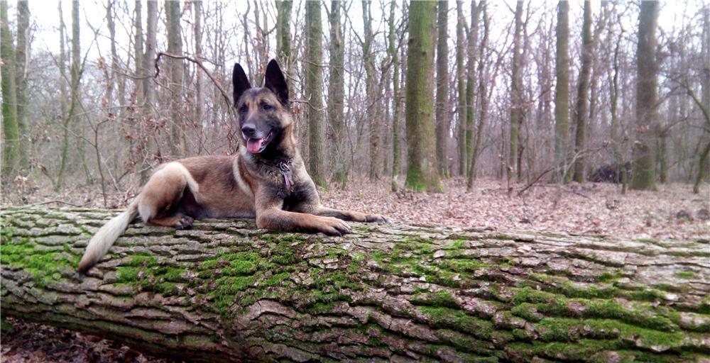 Mascul ciobanesc belgian Malinois pentru monta