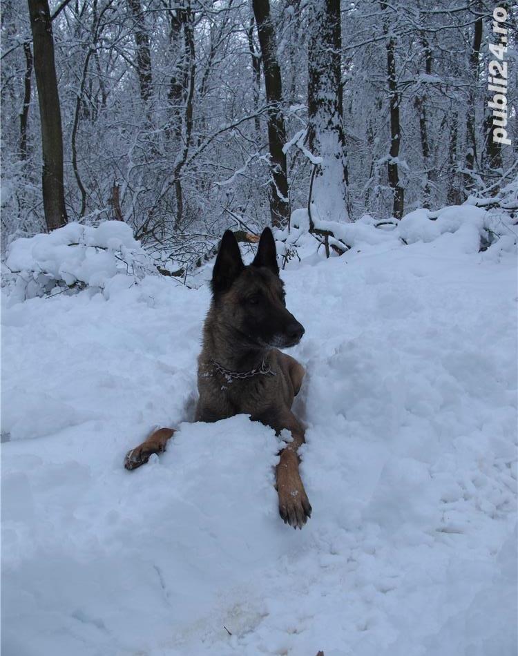 Mascul ciobanesc belgian Malinois pentru monta