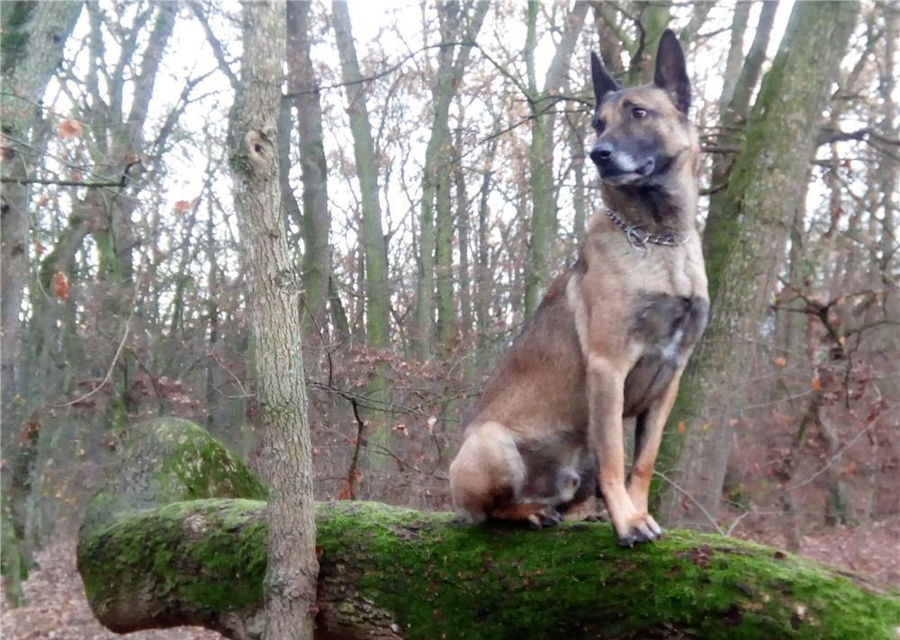 Mascul ciobanesc belgian Malinois pentru monta