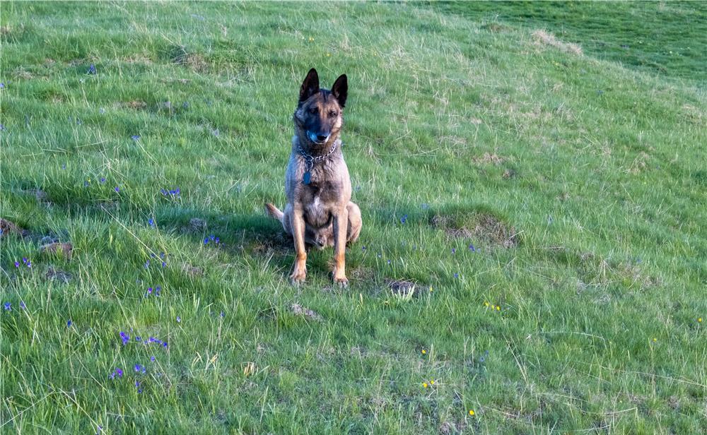 Mascul ciobanesc belgian Malinois pentru monta