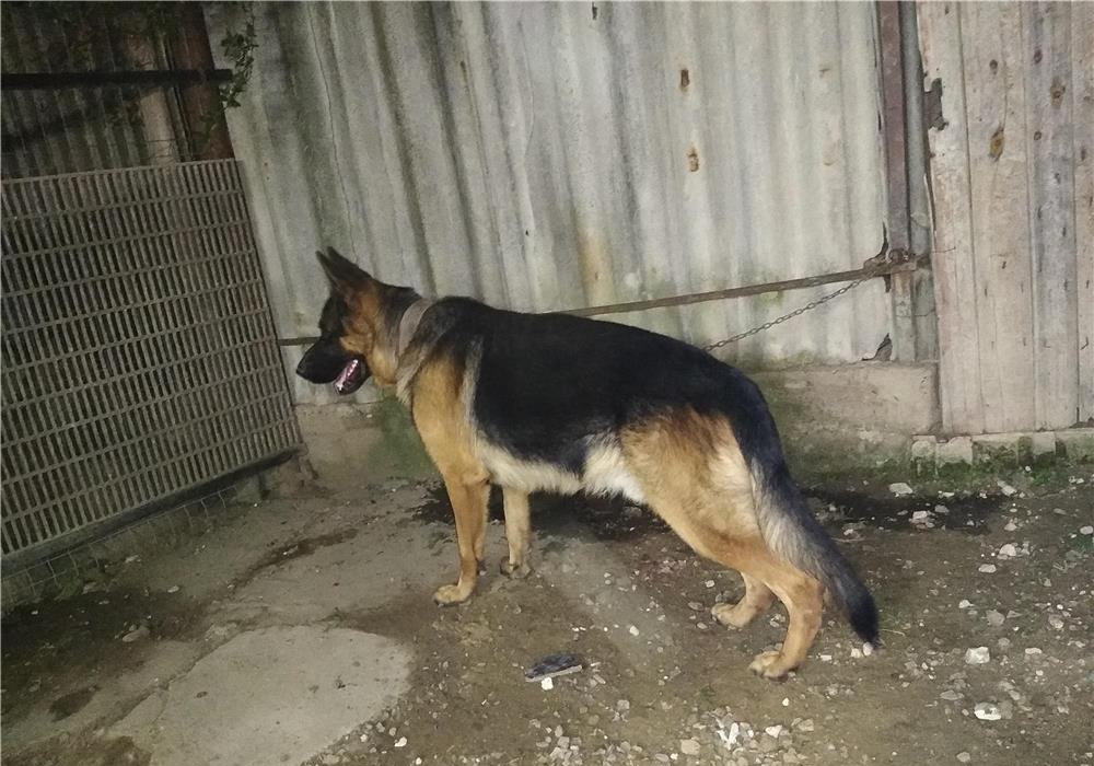 Mascul ciobanesc german pentru monta
