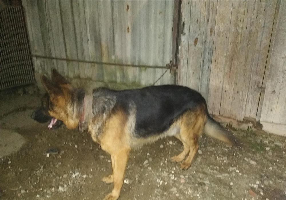 Mascul ciobanesc german pentru monta