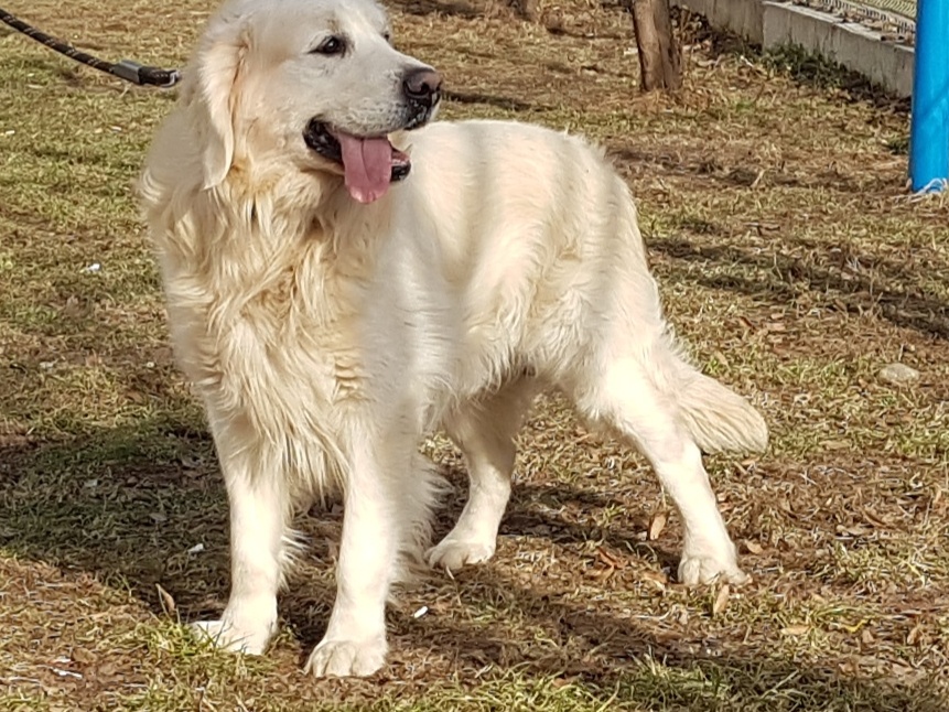 Mascul de exceptie, pt monta, Golden retriever Campion de Romania