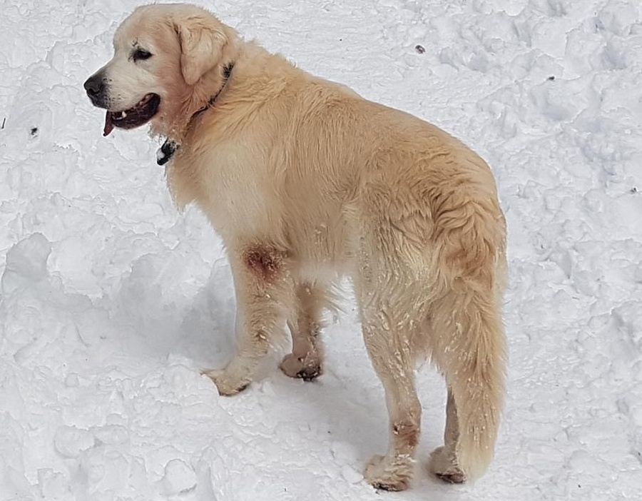 Mascul de exceptie, pt monta, Golden retriever Campion de Romania