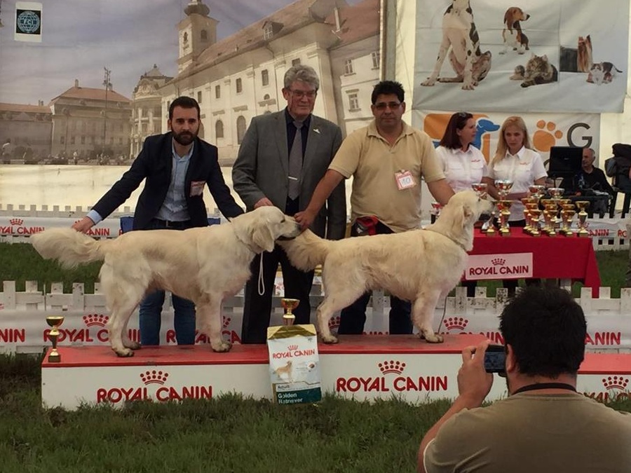 Mascul de exceptie, pt monta, Golden retriever Campion de Romania