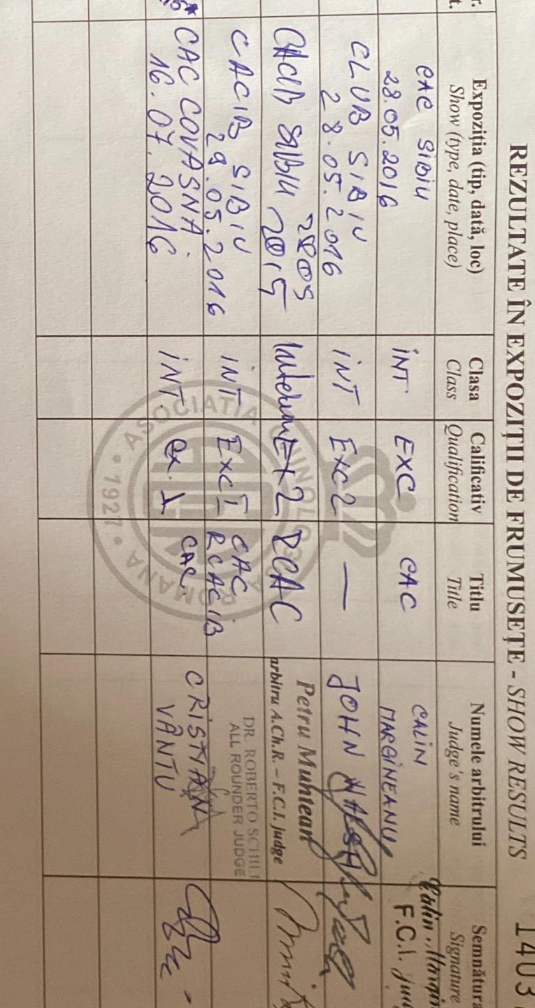 Mascul de exceptie, pt monta, Golden retriever Campion de Romania