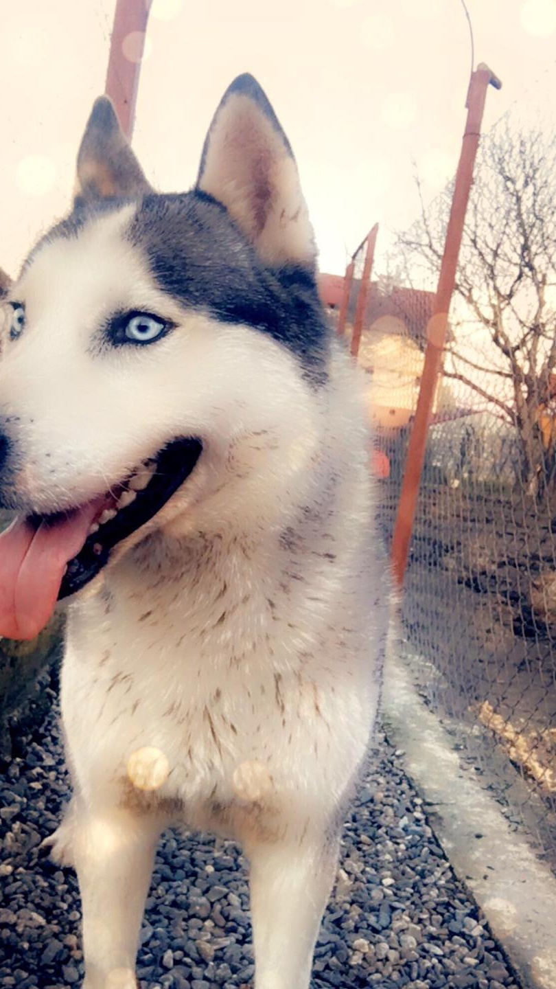 Mascul Husky pentru monta!
