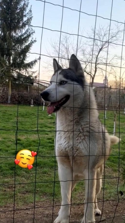 Mascul Husky pentru monta!