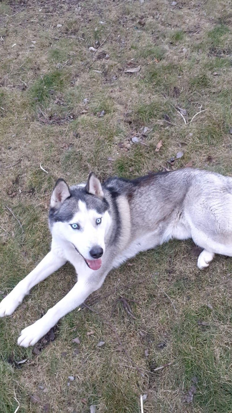 Mascul Husky pentru monta!
