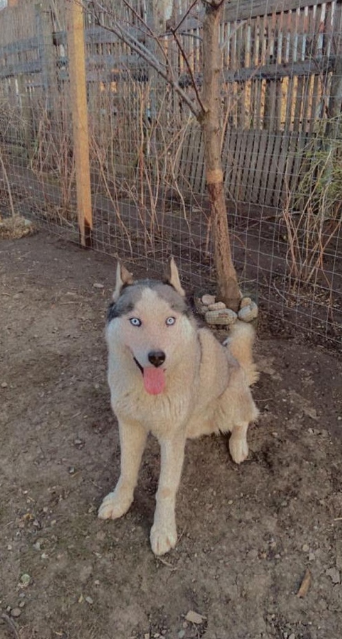 Mascul Husky pentru monta!