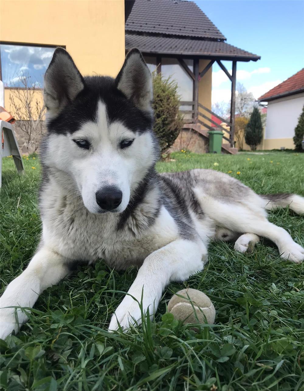 Mascul Husky Siberian, 4 ani,  montă