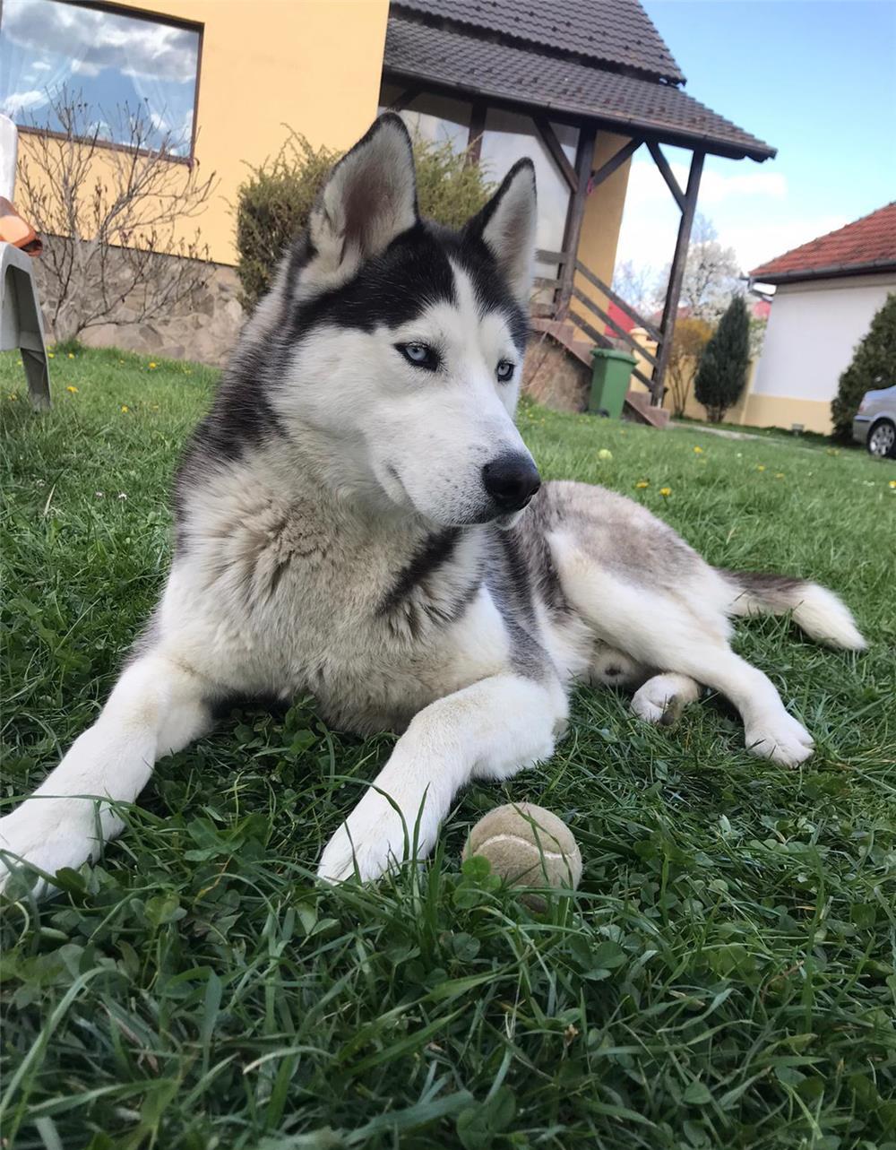 Mascul Husky Siberian, 4 ani,  montă