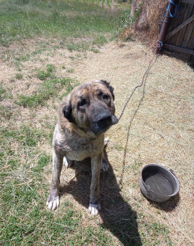Mascul kangal
