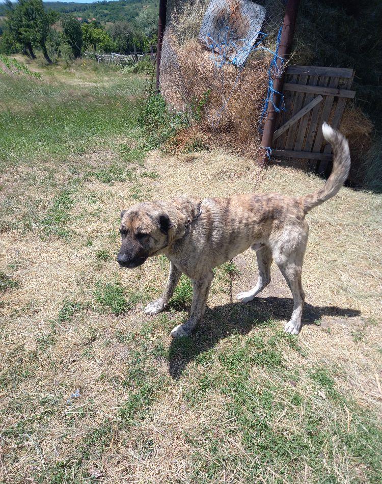 Mascul kangal