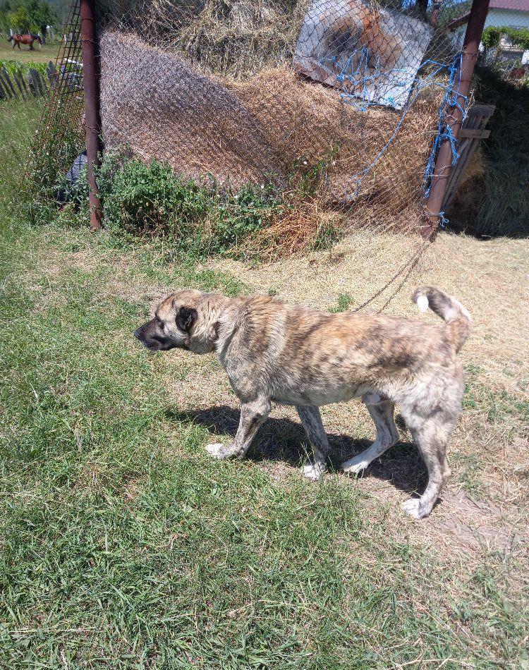 Mascul kangal