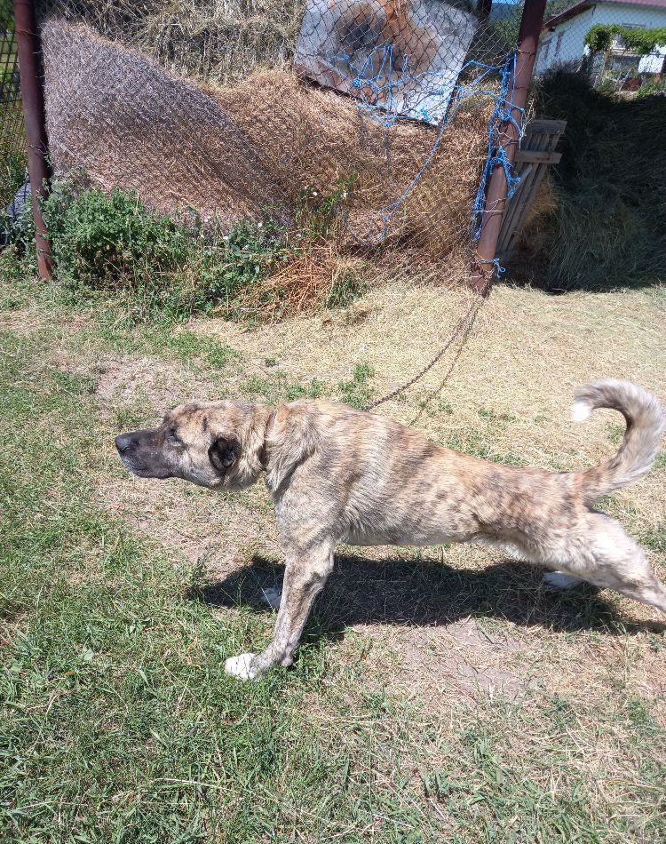 Mascul kangal