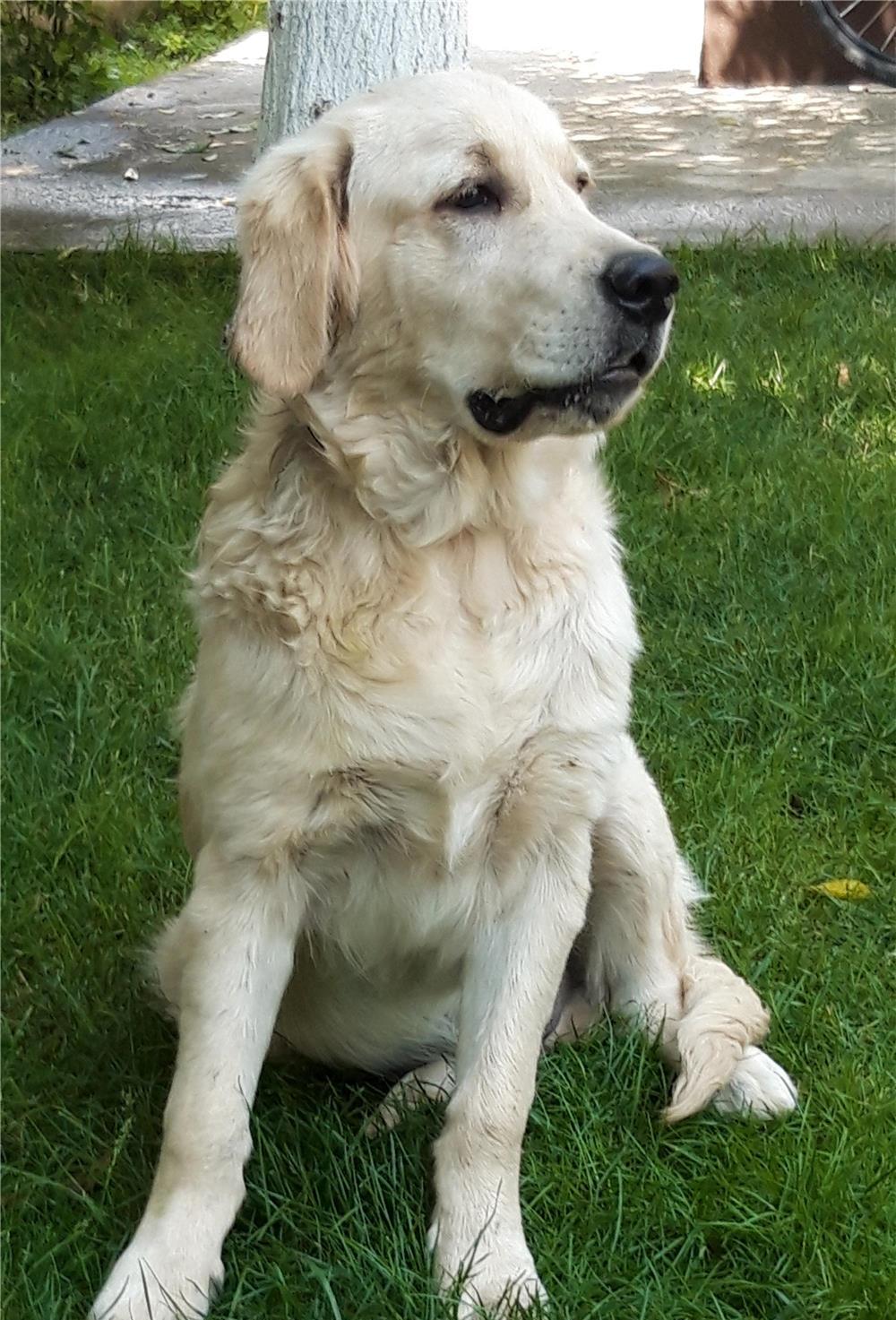 Mascul Monta Golden Retriever