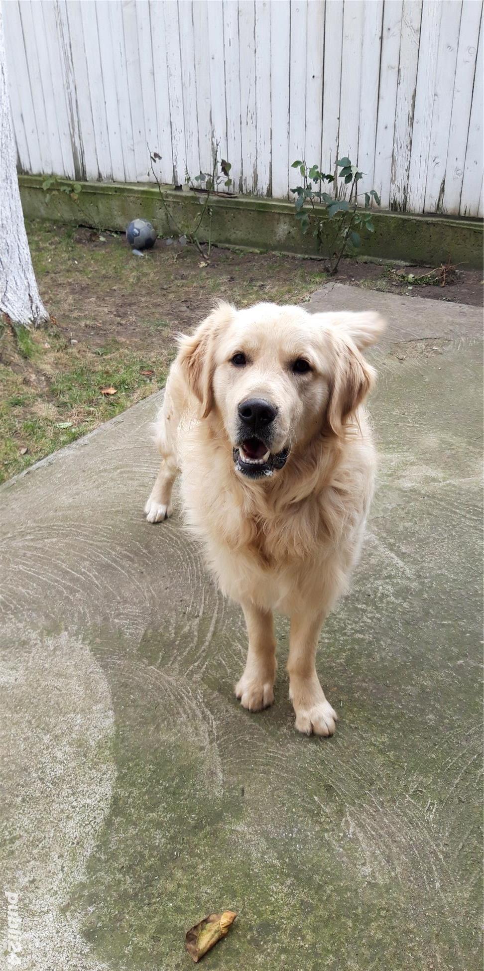 Mascul Monta Golden Retriever