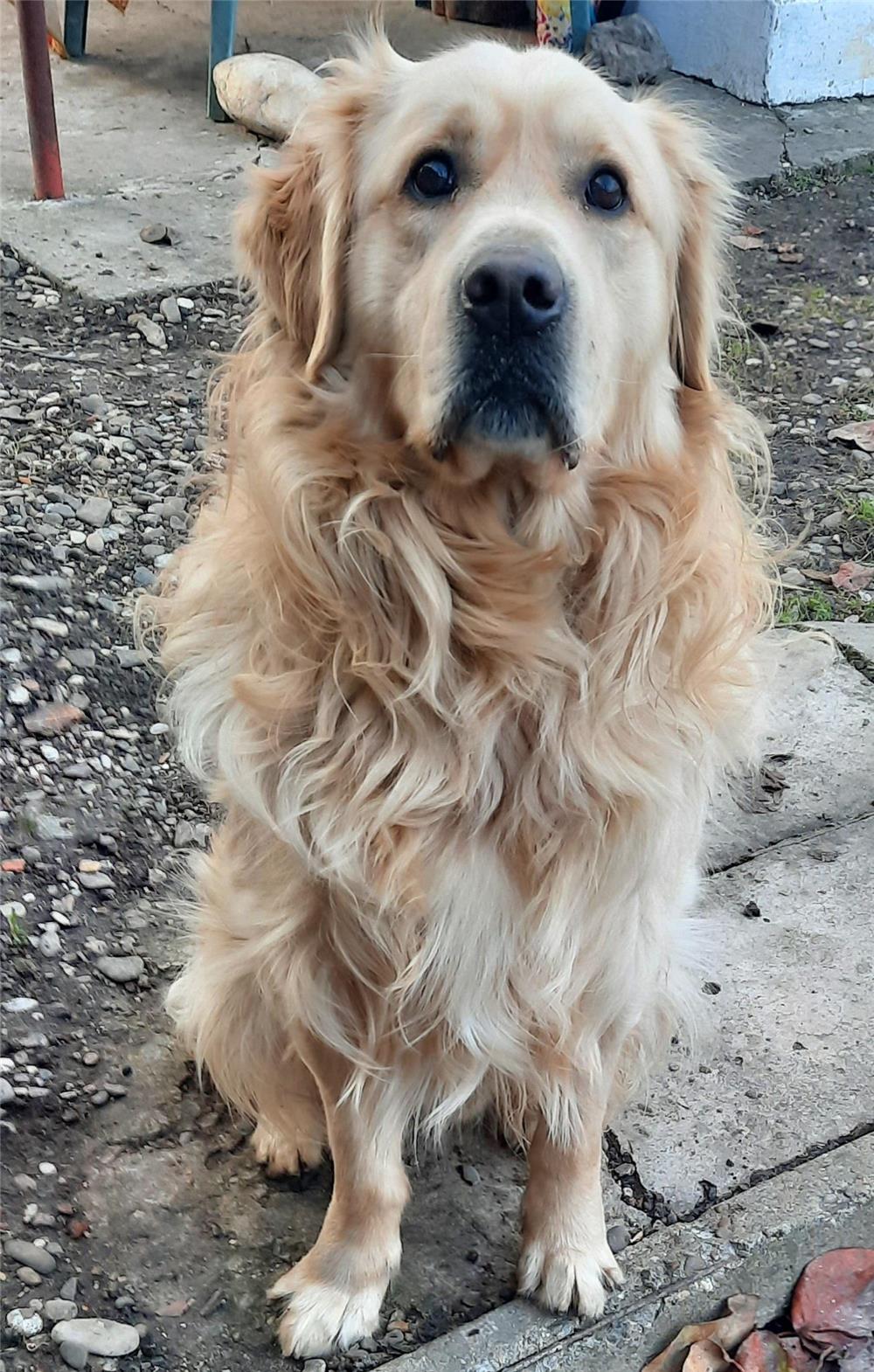 Mascul Monta Golden Retriever