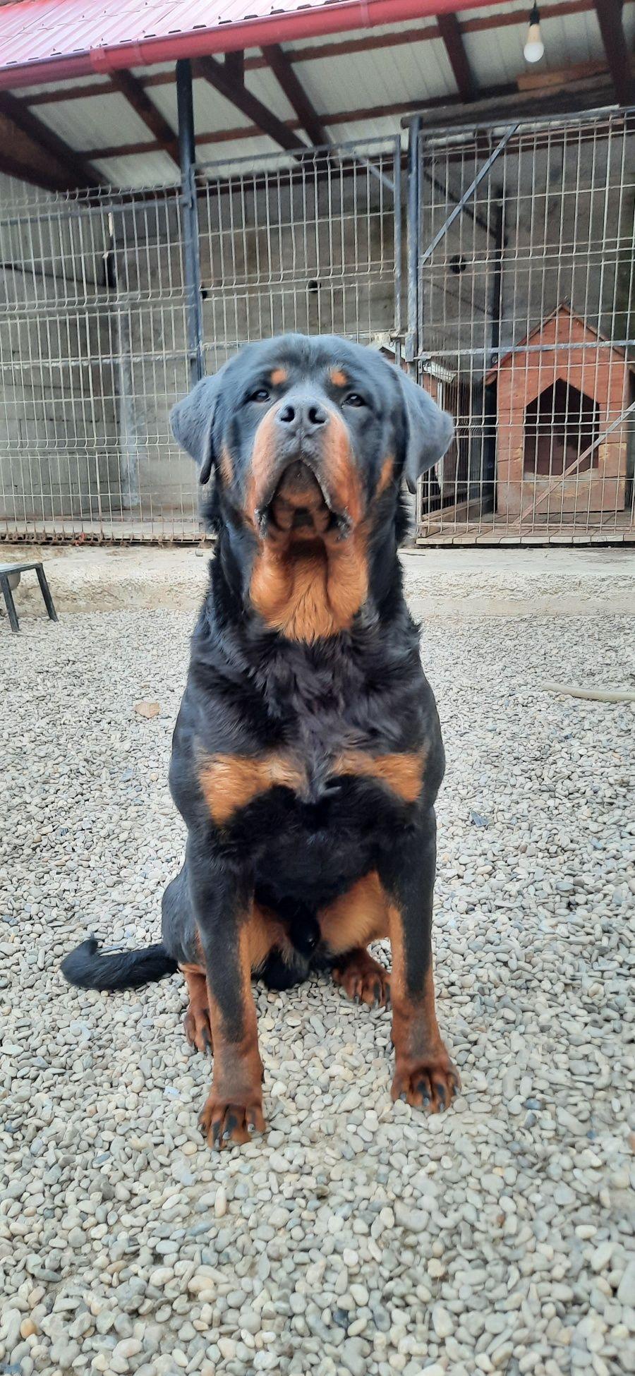 Mascul rottwailer