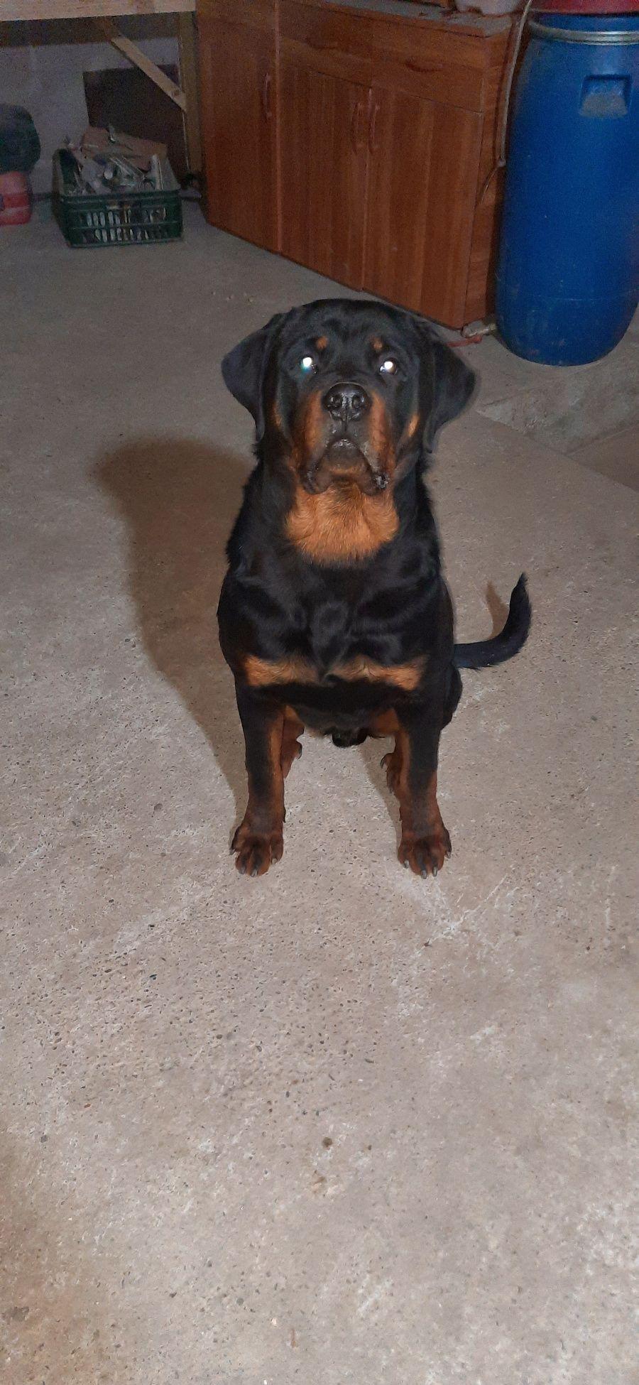 Mascul rottwailer