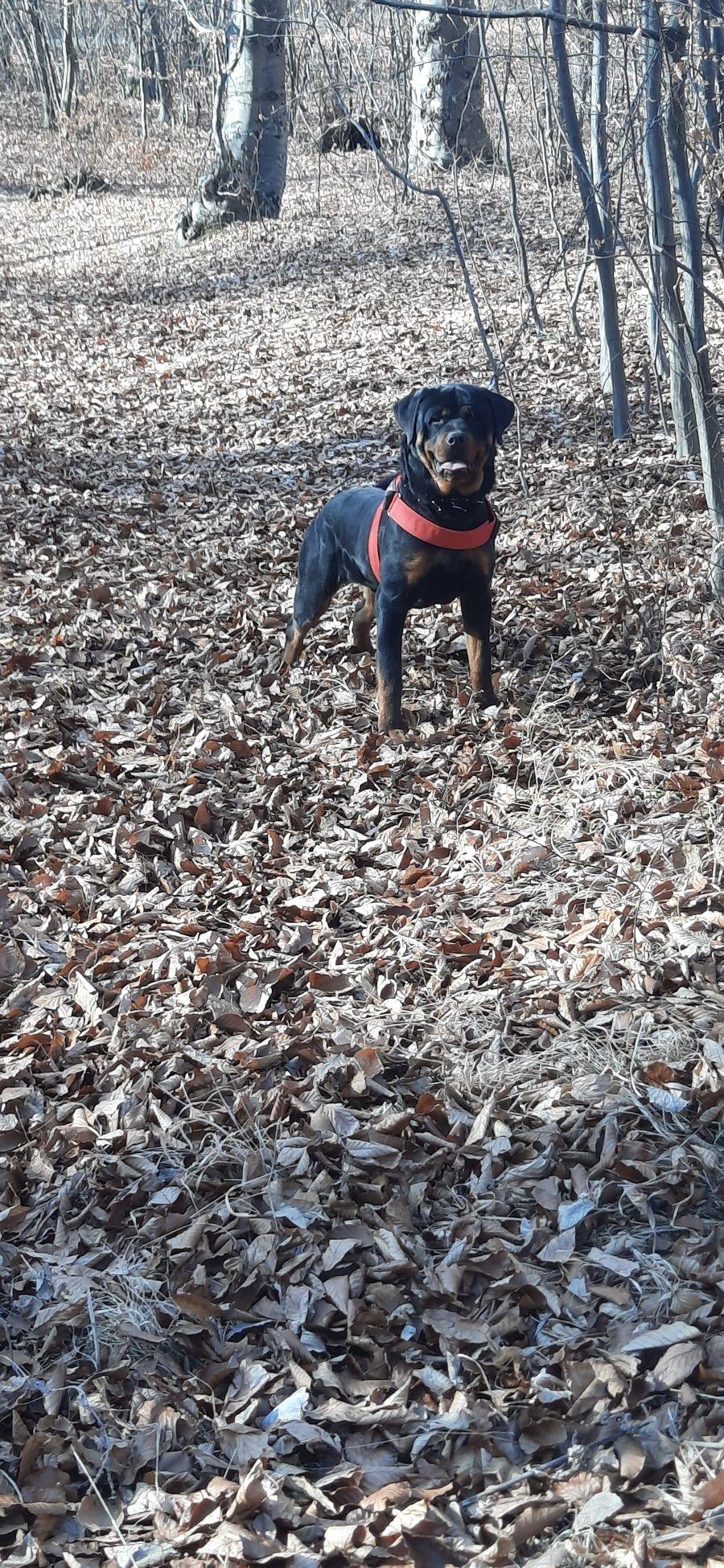 Mascul rottwailer