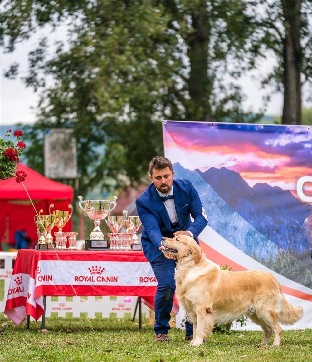 Mascul superb de Golden Retriever pentru monta.