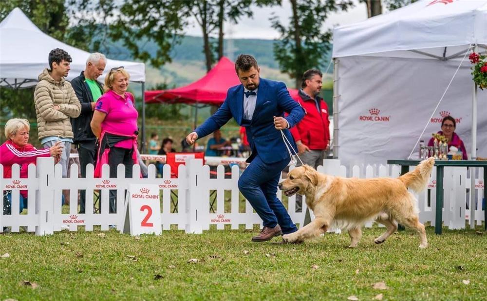 Mascul superb de Golden Retriever pentru monta.